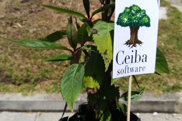 Plantando arboles Momentos Ceiba